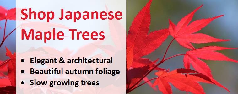 Shop for Japanese Maple Trees 5